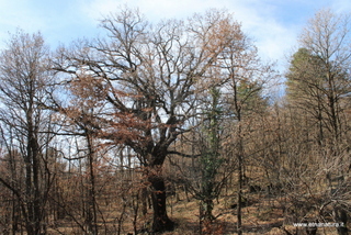 Roverella di Pomazzo